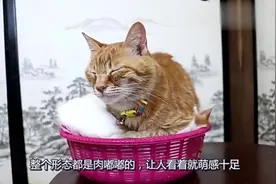 猫咪趴在篮子里睡觉，醒来后发现自己被压住了，真是没谁了