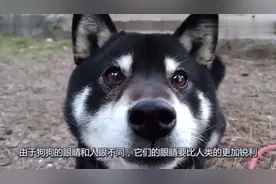 狗狗到底能不能看懂电视还真有人研究过，答案其实很简单