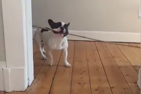 狗见过不少，这么蠢的狗还是第一次见，估计智商为负数