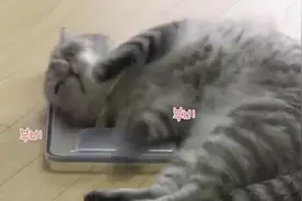 虽然铲屎官给猫咪买了很多玩具，但它却越来越不活泼了！视频封面