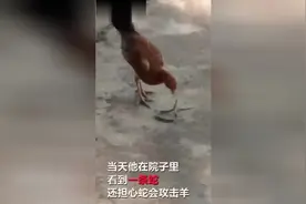 老母鸡大战眼镜蛇30秒将其整条活吞 网友：出来混总是要还的视频封面