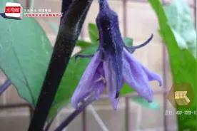 大光微视：茄子开花坐不住果的原因？视频封面