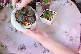 玉露虽美可不要乱养，最全玉露攻略，随便养也不怕死