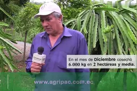 种植火龙果的技术，看男子如何种植火龙果的