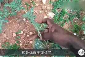 这种瓜不能吃，碰一下就要及时清洗以免中毒视频封面