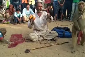 印度街头的耍猴人，逗得大家哈哈大笑，中国民间耍猴人快没有了！视频封面