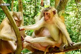 为什么女猴子那么强壮，漂亮的女猴子看起来很高兴