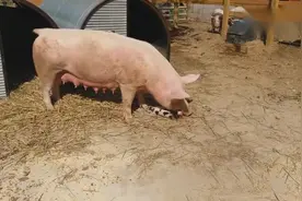 母猪吃小猪，补充蛋白质（虎毒不食子啊）