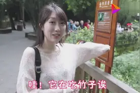 带日本女友来四川看大熊猫，开心得合不拢嘴！在日本这么受欢迎？视频封面