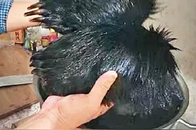 港媒：微信朋友圈公然叫卖俄罗斯熊掌 每斤980元图片