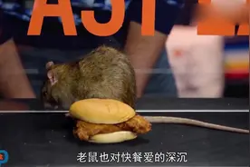 老鼠吃东西也讲究？用2种食物实验，肯德基麦当劳均被无视？视频封面
