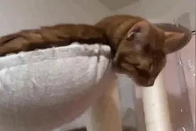 看到猫老大这个睡姿，真的很担心的它的脖子会落枕，太逗了