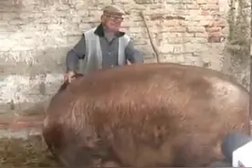 看看外国人养的这头老母猪，整整十年，足有一千多斤视频封面
