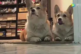 柯基坐等主人开饭，看样子有点等不急了！视频封面