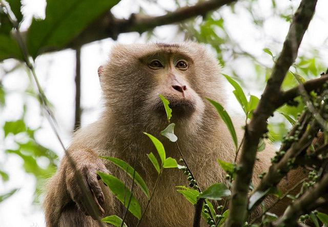 体型像熊的猴子-熊猴,国家一级保护动物
