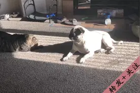 猫咪被影子吓得惊恐不已，猫咪：这是啥啊？咋还会动