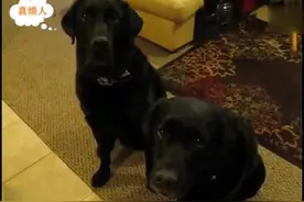 厨房的饼干被偷吃了，看现场貌似犯人只有一个，到底是谁干的呢