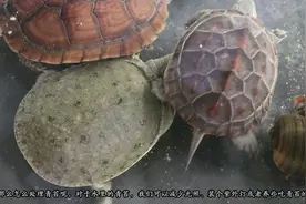 乌龟背甲长青苔对乌龟有什么影响，龟背长满青苔怎么办？