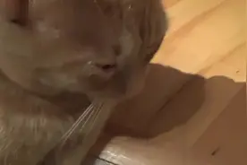 猫伤心了也会流泪，看完心都碎了视频封面
