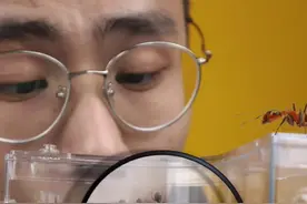 养殖计划第二弹～蚂蚁庄园，还想看什么的，快告诉学长吧#玩的就是轮回 @抖音小助手视频封面