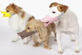 宠物狗狗驯养法则—口罩篇图片