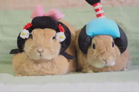 兔兔拉筋完眯眼打哈欠，想睡前4步骤萌翻网友图片