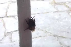 这名男子在家门上发现一只大黄蜂，没想他接下来竟做了这样的举动图片