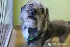每当有人出现在这只狗狗面前它会翩翩起舞吸引关注，但结局太悲伤图片