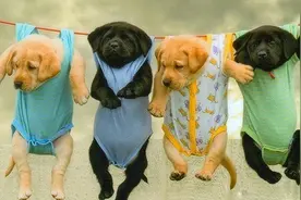 春节长假后，如何应对狗狗的“节后综合症”？图片