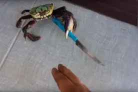 意外捡到一把刀的流氓螃蟹真的太凶猛霸气了，不怕死的人类看招！图片