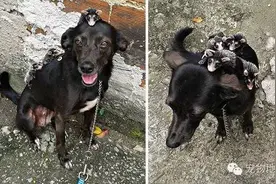 这5只负鼠宝宝有一位贴心狗妈妈，不但背它们散步还会给它们喂奶图片