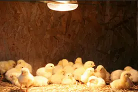 天气冷被小鸡群当作取暖器 猫咪瞬间傻眼：干嘛啦图片