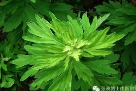 小小叶片功效大图片