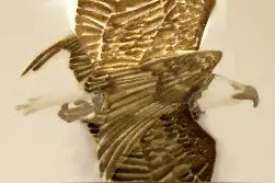 可以永不落地一直在空中飞的鸟，真的存在吗？图片
