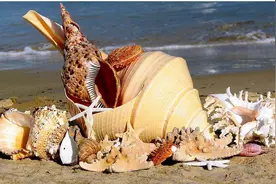 它用尽一辈子，只牢牢记住一首歌图片