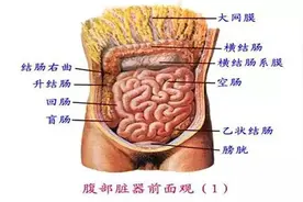 小肠都有啥作用图片