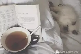 有了喵星人，就别想安安静静的看书了图片