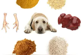 狗哥：肉和肉粉的优点各有什么？图片