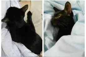 小黑猫被嫌弃要弃养，竟然是因为太乖巧，太粘人，不会抓老鼠！图片