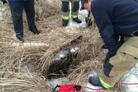 狗狗被困4米多深坑，却从未放弃希望，不断犬吠终获消防员救出！图片