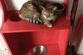 萌宠趣事第21波：误吃了一口辣椒的喵星人，瞬间汪星人附体图片