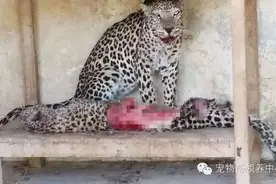 战火波及无辜动物，也门动物园发生“豹吃豹”悲剧！图片