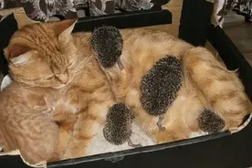 自猫妈妈收养了一群受伤小刺猬后，它们糟糕身体状况瞬间发生变化图片