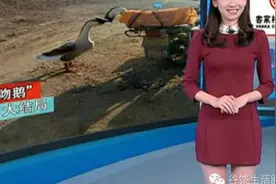 ♨红遍网朋友圈大鹅主人上电视了!讲诉了事件的全过程，结果图片