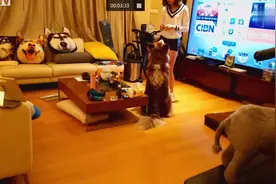 王思聪的狗王可可在熊猫TV直播，被前女友熊抱起。