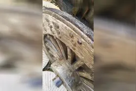 淮海猎奇：不带转向架的四轮马车，重达两吨！视频封面
