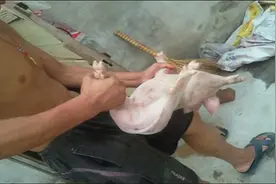 养猪场的公猪要阉割，本文告诉你原因，并带你看看阉猪的完整过程