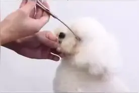 家有宠物：宠物美容教学——宠物美容专用剪刀视频封面