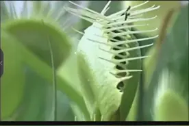 捕蝇草如何捕猎蚊子，不能动的猎人照样捕猎视频封面