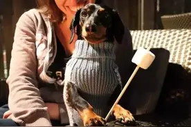 这是 一只拥有超多衣服的腊肠狗，简直人生大赢家！图片